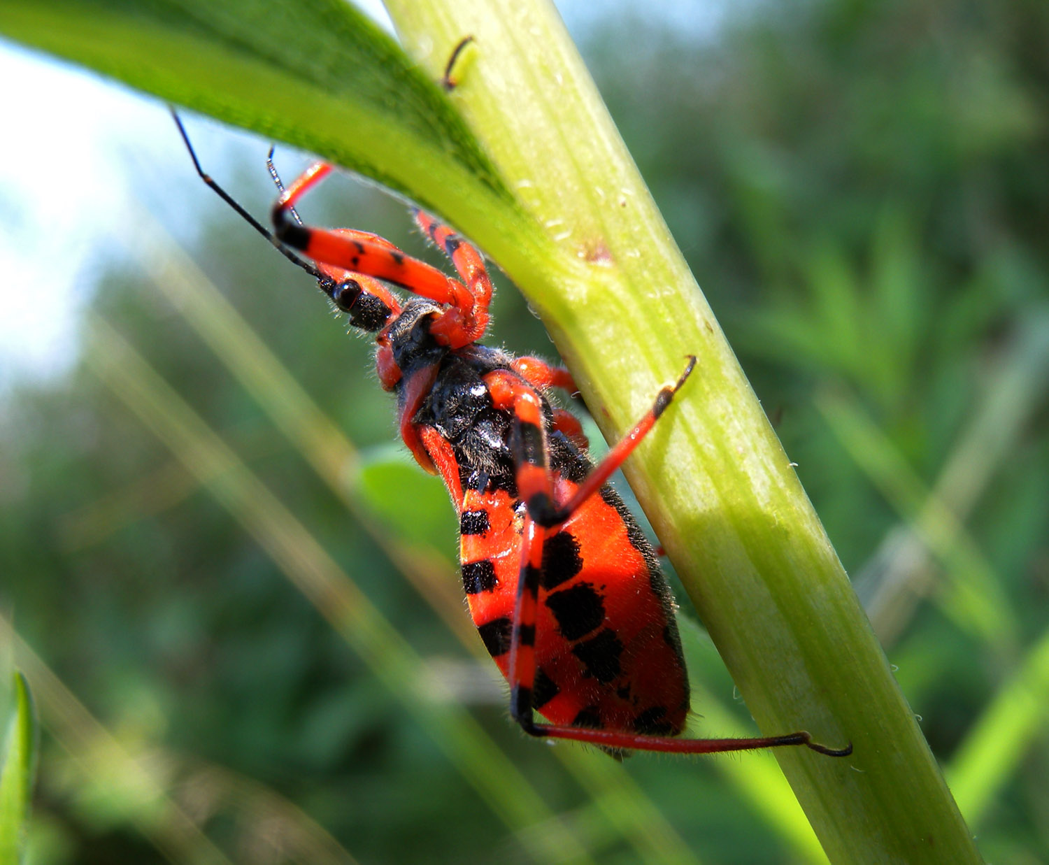 Rhynocoris ?